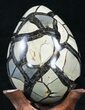 Septarian Dragon Egg Geode - Black Calcite Crystals #33978-3